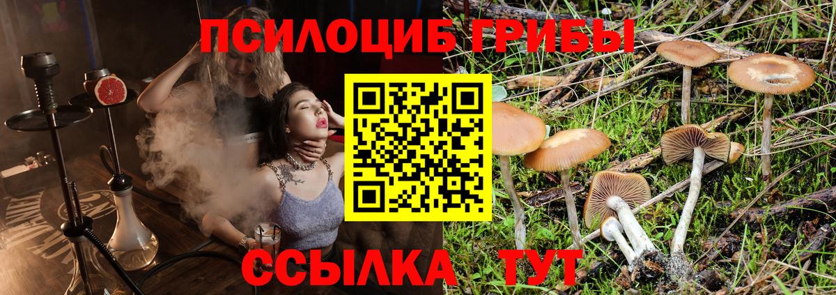 Благовещенск  Галлюциногенные грибы Cubensis  Вход с VPN 